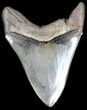 Glossy, Serrated Megalodon Tooth - Nice Tip #35424-1